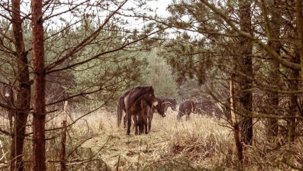 Divoký kůň, foto - zdroj: www.ceska-krajina.cz